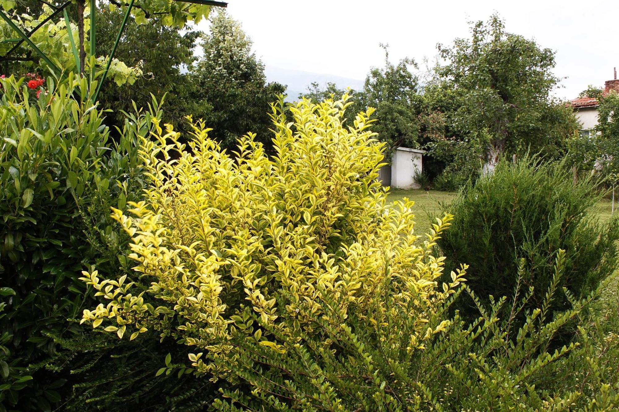 Guesthouse Planinsko Gnezdo Tŭzha Dış mekan fotoğraf