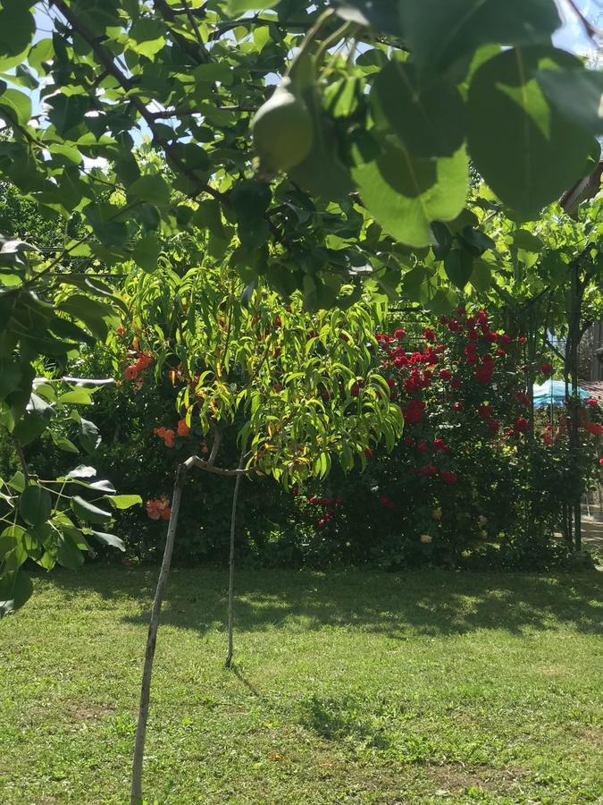 Guesthouse Planinsko Gnezdo Tŭzha Dış mekan fotoğraf