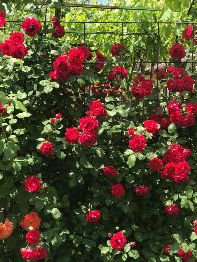Guesthouse Planinsko Gnezdo Tŭzha Dış mekan fotoğraf